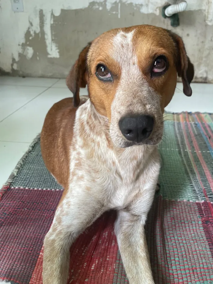 Cachorro raça SRD-ViraLata idade 3 anos nome Pé de pano 