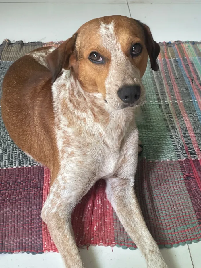 Cachorro raça SRD-ViraLata idade 3 anos nome Pé de pano 