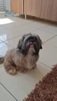 Cachorro raça Shitzu idade 1 ano nome Thails