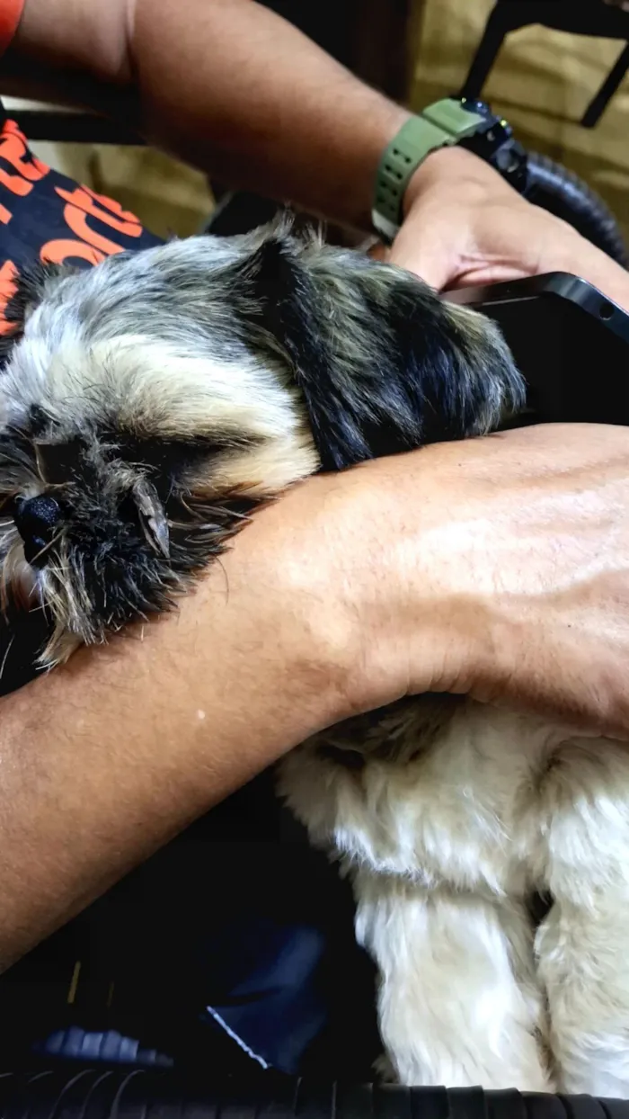 Cachorro raça Shitzu idade 1 ano nome Thails