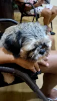 Cachorro raça Shitzu idade 1 ano nome Thails