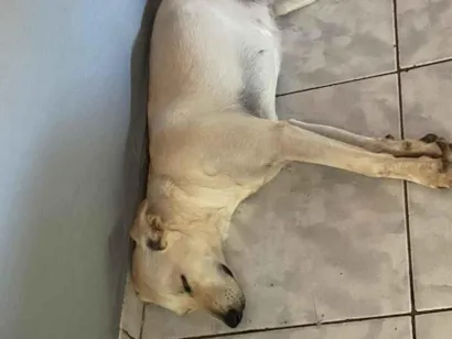 Cachorro raça SRD-ViraLata idade 1 ano nome Solange ( soso)