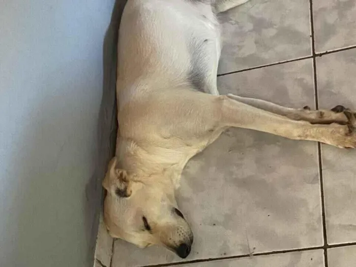 Cachorro raça SRD-ViraLata idade 1 ano nome Solange ( soso)