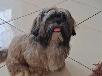 Cachorro raça Shitzu idade 1 ano nome Thails