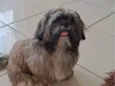 Cachorro raça Shitzu idade 1 ano nome Thails