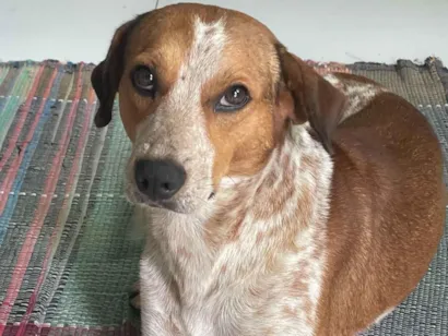 Cachorro raça SRD-ViraLata idade 3 anos nome Pé de pano 