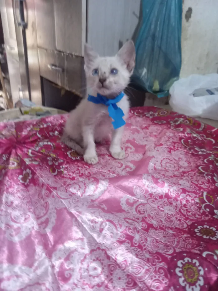 Gato raça Siamês idade 2 a 6 meses nome Pimpo