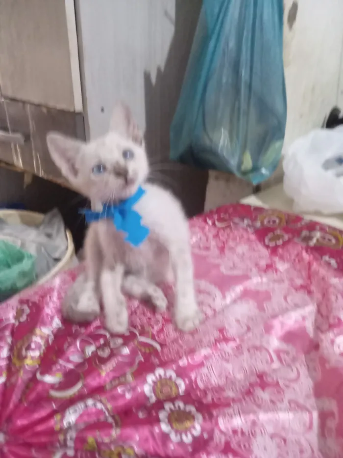 Gato raça Siamês idade 2 a 6 meses nome Pimpo
