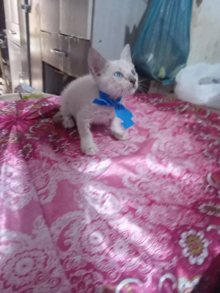 Gato raça Siamês idade 2 a 6 meses nome Pimpo