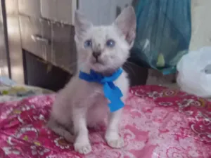 Gato raça Siamês idade 2 a 6 meses nome Pimpo