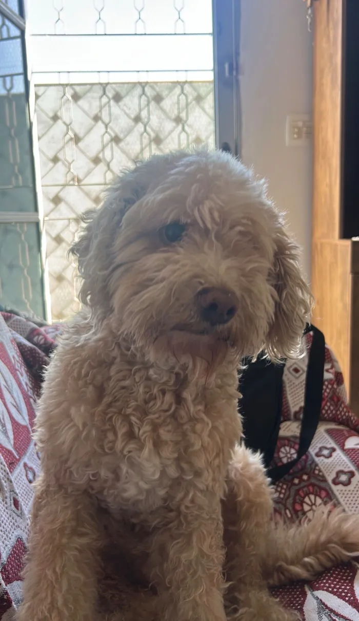 Cachorro raça SRD-ViraLata idade 6 ou mais anos nome Luke