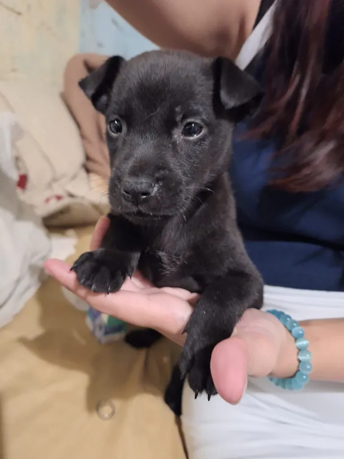 Nina, penelope, café e docinho