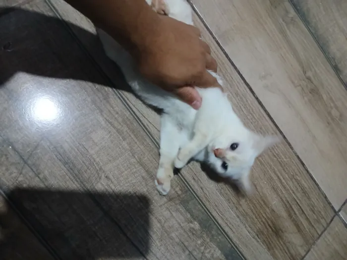 Gato raça SRD-ViraLata idade 2 a 6 meses nome Hinata