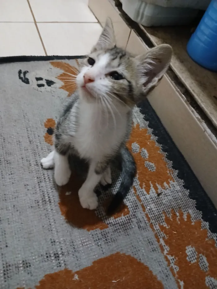 Gato raça SRD-ViraLata idade 2 a 6 meses nome Tobi