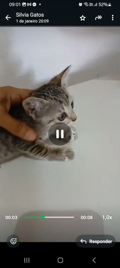 Gato raça SRD-ViraLata idade 2 a 6 meses nome Tigresa