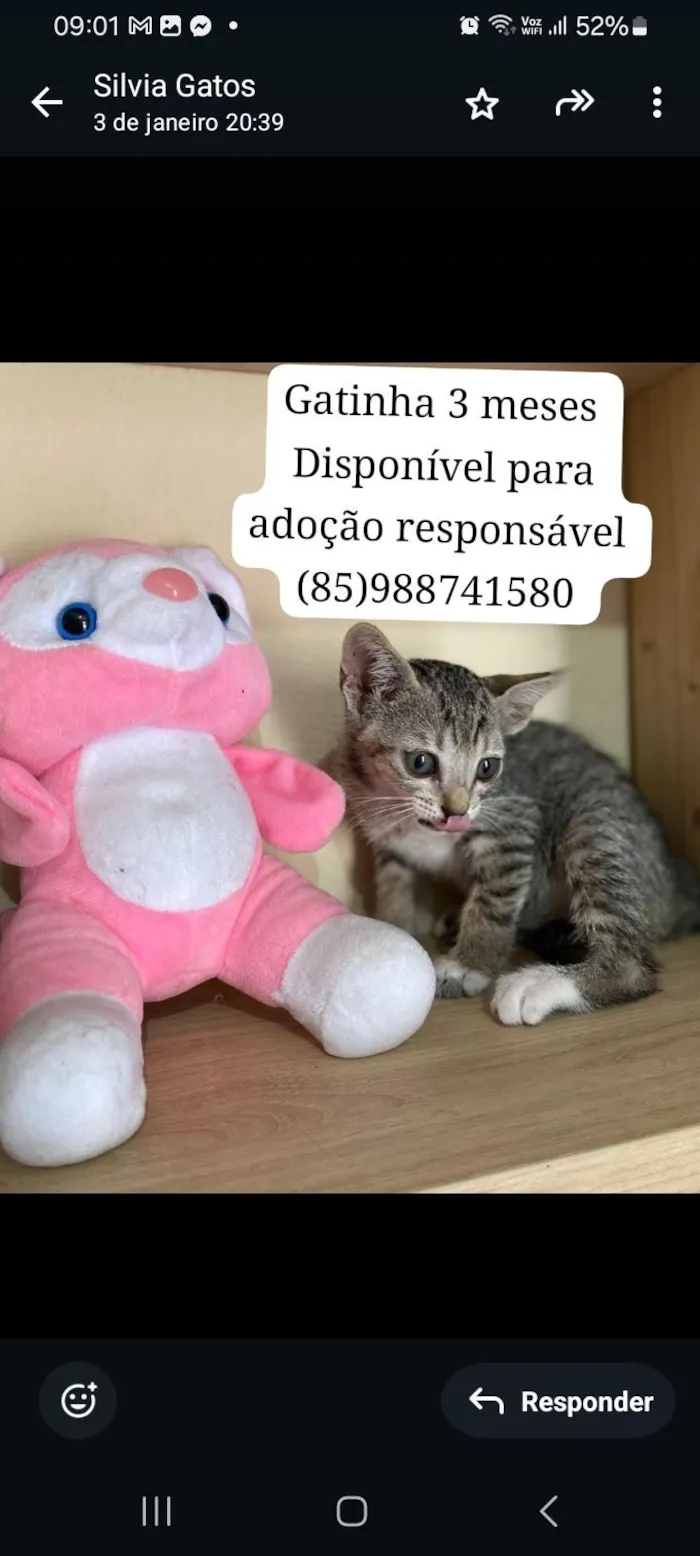 Gato raça SRD-ViraLata idade 2 a 6 meses nome Tigresa