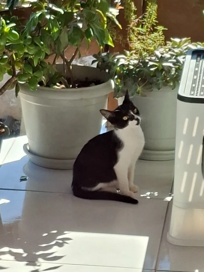 Gato raça SRD-ViraLata idade 2 a 6 meses nome Não possui nome