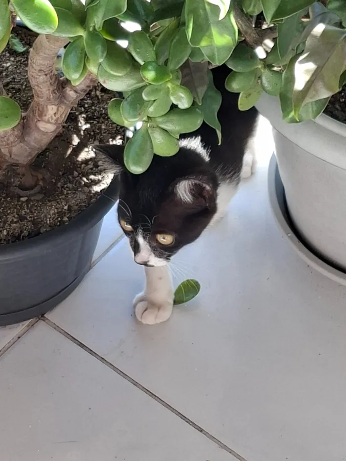 Gato raça SRD-ViraLata idade 2 a 6 meses nome Não possui nome