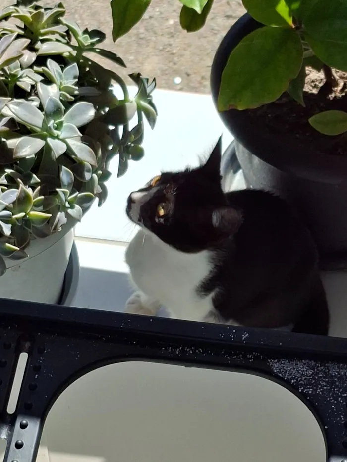 Gato raça SRD-ViraLata idade 2 a 6 meses nome Não possui nome