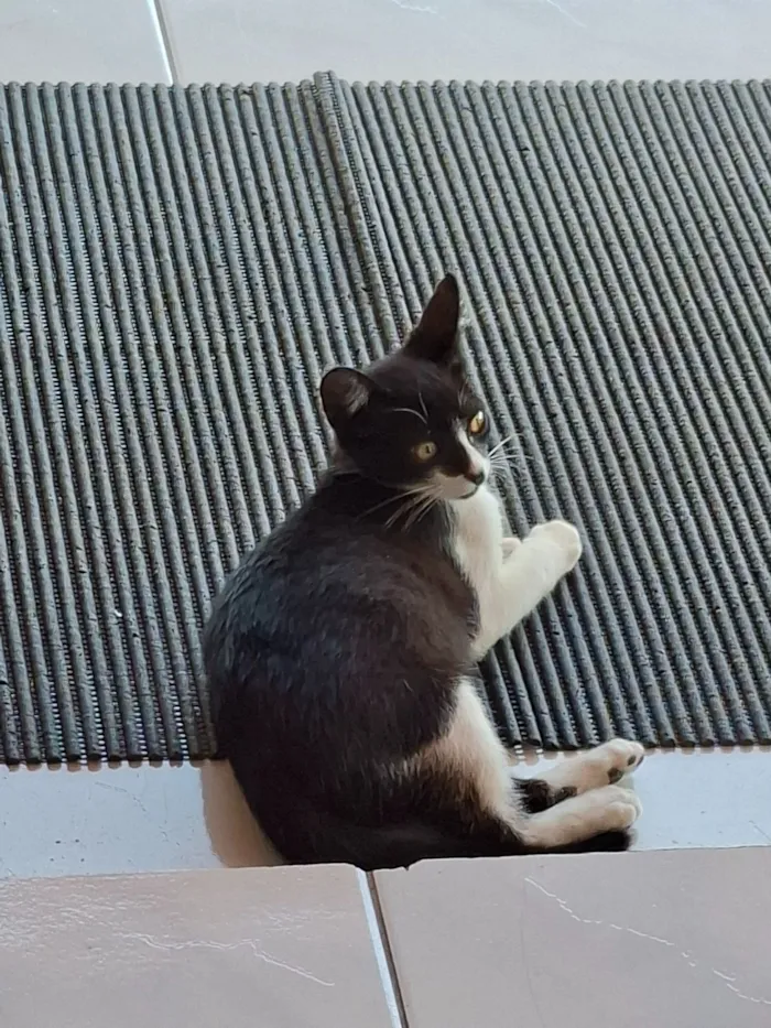 Gato raça SRD-ViraLata idade 2 a 6 meses nome Não possui nome