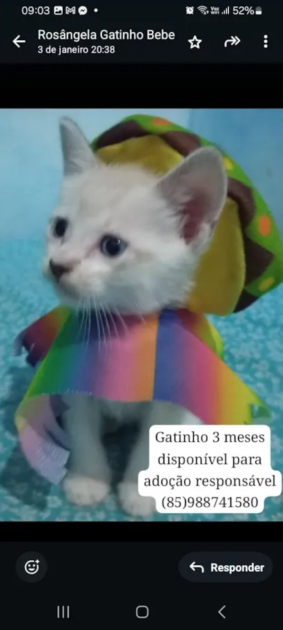 Gato raça Siamês idade 2 a 6 meses nome Fofito