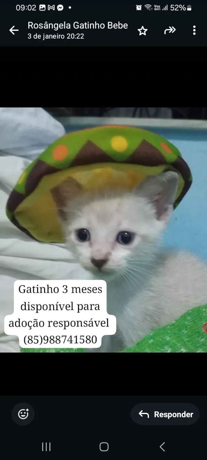 Gato raça Siamês idade 2 a 6 meses nome Fofito
