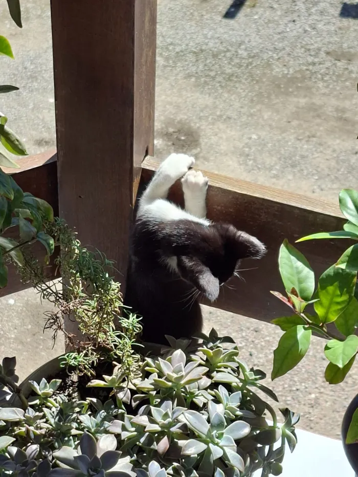 Gato raça SRD-ViraLata idade 2 a 6 meses nome Não possui nome