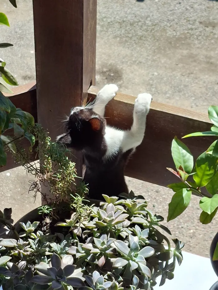 Gato raça SRD-ViraLata idade 2 a 6 meses nome Não possui nome