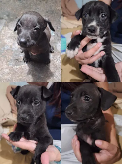 Cachorro raça SRD-ViraLata idade Abaixo de 2 meses nome NINA, PENELOPE, CAFÉ E DOCINHO