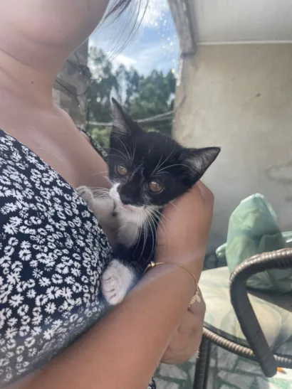 Gato raça SRD-ViraLata idade Abaixo de 2 meses nome Pirata 