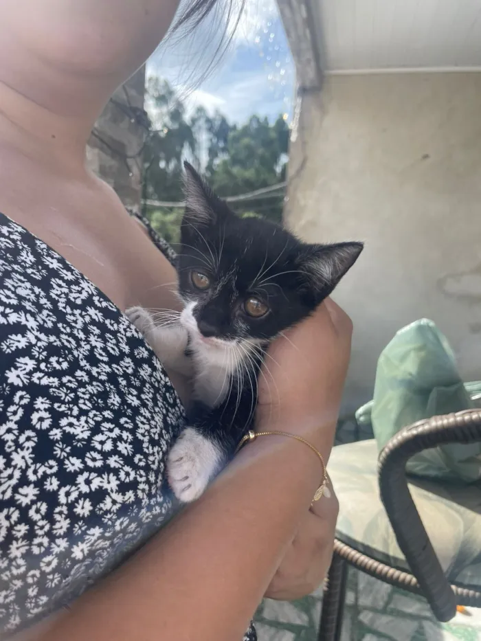 Gato raça SRD-ViraLata idade Abaixo de 2 meses nome Pirata 