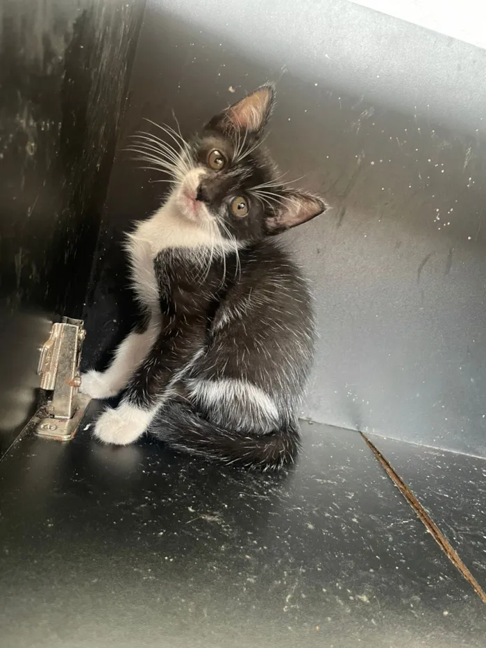 Gato raça SRD-ViraLata idade Abaixo de 2 meses nome Pirata 