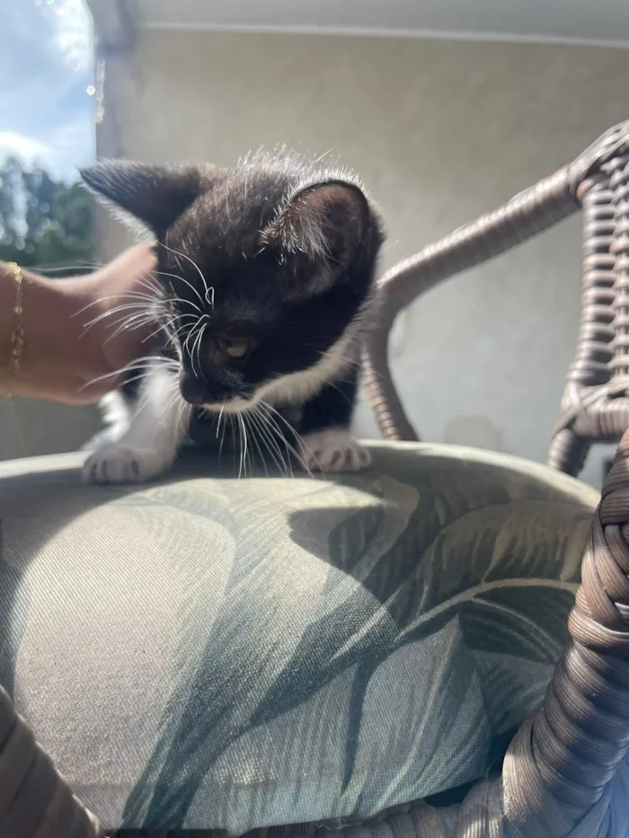 Gato raça SRD-ViraLata idade Abaixo de 2 meses nome Pirata 