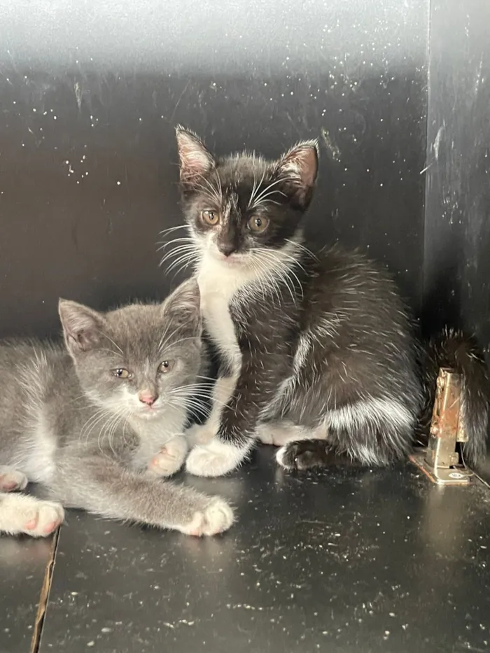 Gato raça SRD-ViraLata idade Abaixo de 2 meses nome Pirata 