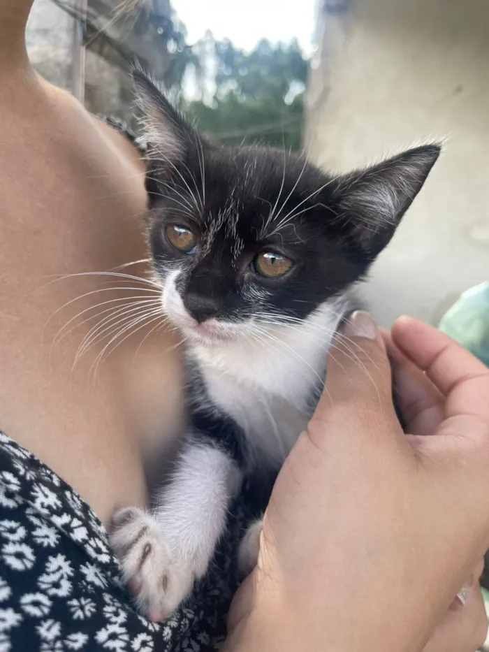 Gato raça SRD-ViraLata idade Abaixo de 2 meses nome Pirata 