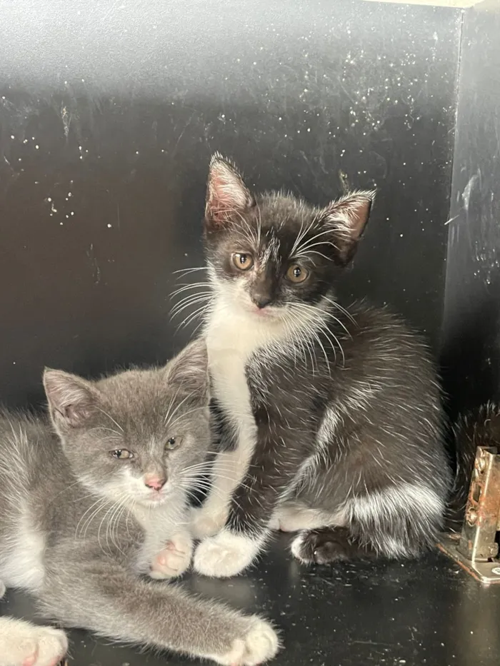 Gato raça SRD-ViraLata idade Abaixo de 2 meses nome Pirata 