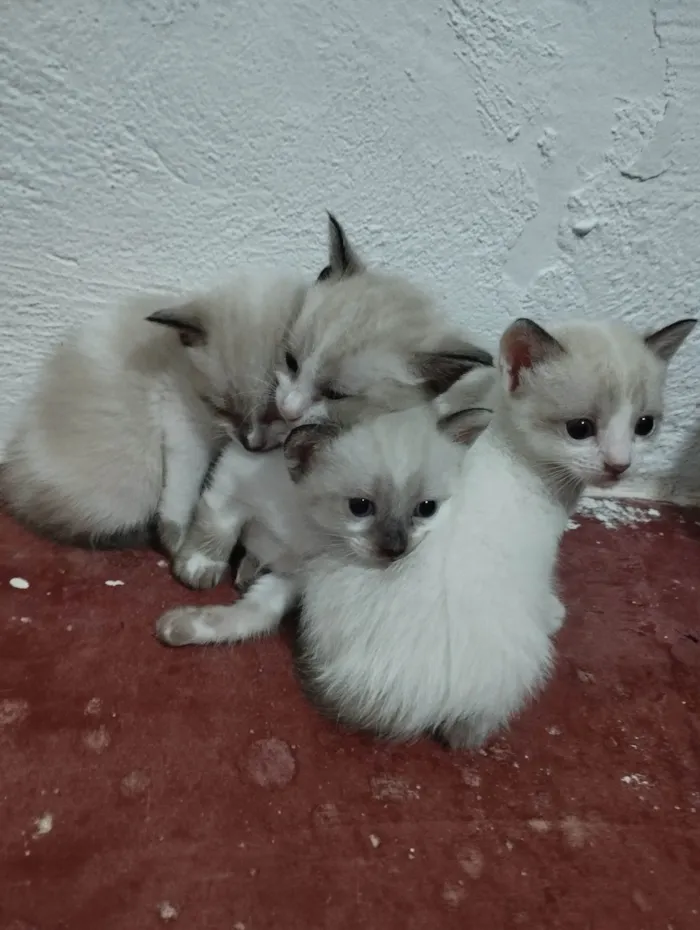 Gato raça Siamês idade Abaixo de 2 meses nome Eles não tem nome , encontrei na rua são 4 .