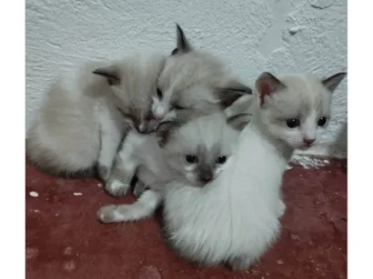 Gato raça Siamês idade Abaixo de 2 meses nome Eles não tem nome , encontrei na rua são 4 .