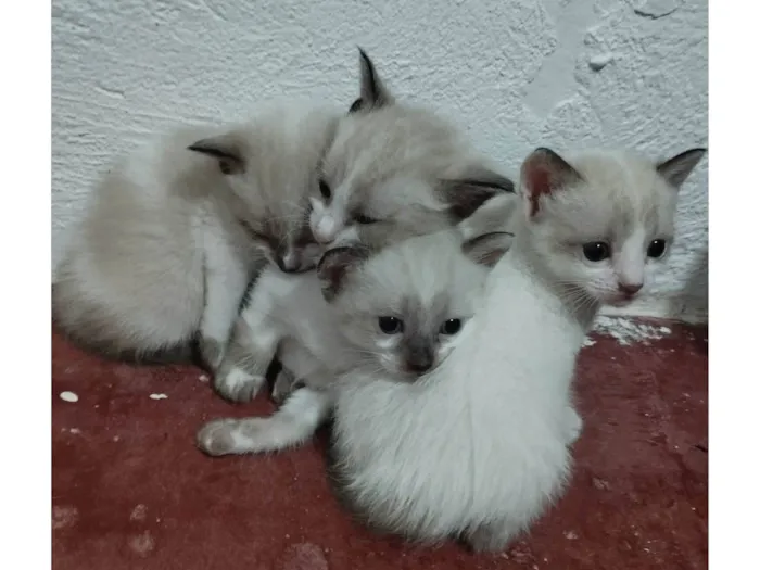 Gato raça Siamês idade Abaixo de 2 meses nome Eles não tem nome , encontrei na rua são 4 .