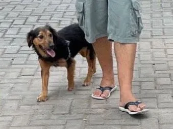 Cachorro raça SRD-ViraLata idade 2 anos nome Foi resgatada