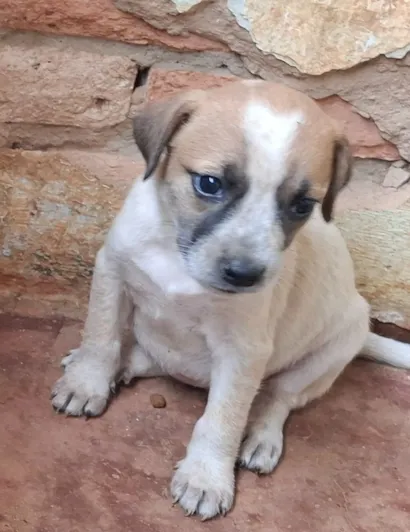 Cachorro raça SRD-ViraLata idade Abaixo de 2 meses nome Zoe