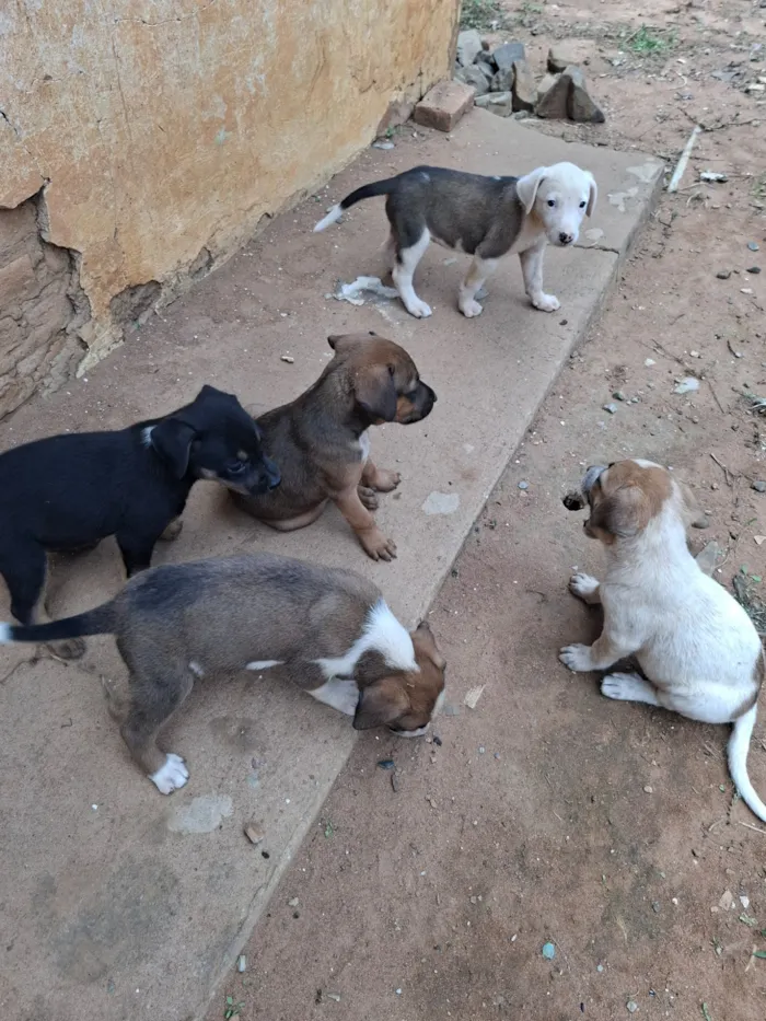Cachorro raça SRD-ViraLata idade Abaixo de 2 meses nome Zoe