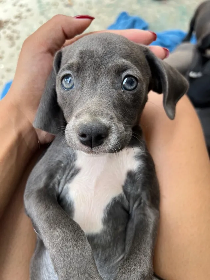 Cachorro raça SRD-ViraLata idade Abaixo de 2 meses nome 5 Cachorros