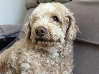 Cachorro raça SRD-ViraLata idade 6 ou mais anos nome Luke