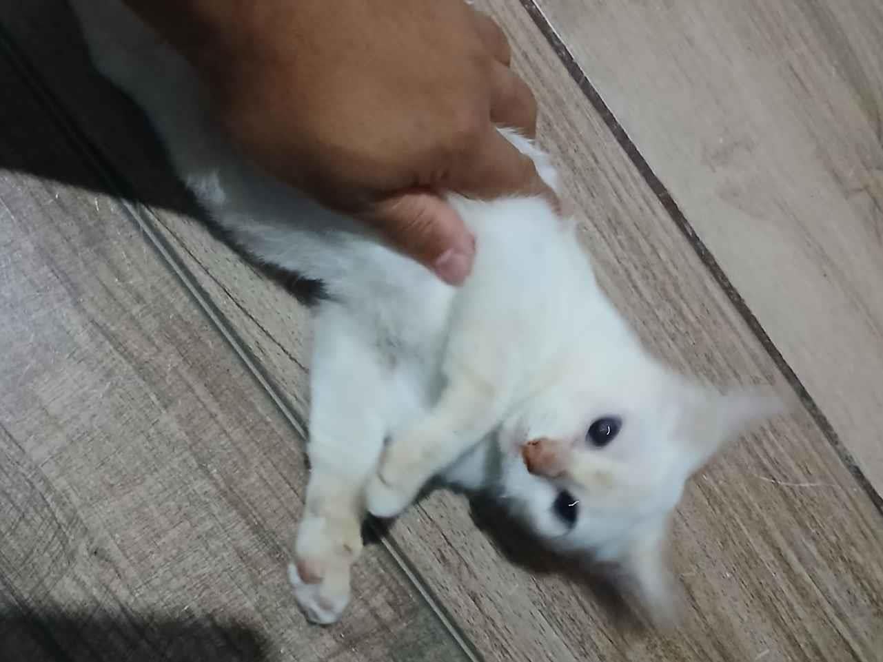 Gato raça SRD-ViraLata idade 2 a 6 meses nome Hinata