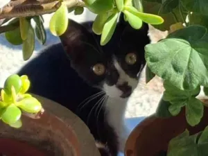 Gato raça SRD-ViraLata idade 2 a 6 meses nome Não possui nome