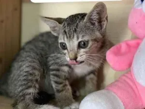 Gato raça SRD-ViraLata idade 2 a 6 meses nome Tigresa