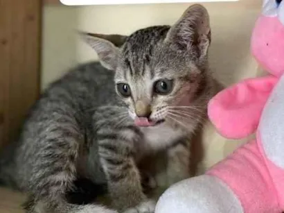 Gato raça SRD-ViraLata idade 2 a 6 meses nome Tigresa