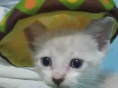 Gato raça Siamês idade 2 a 6 meses nome Fofito
