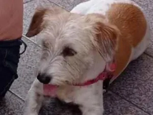 Cachorro raça SRD-ViraLata idade 5 anos nome Belinha